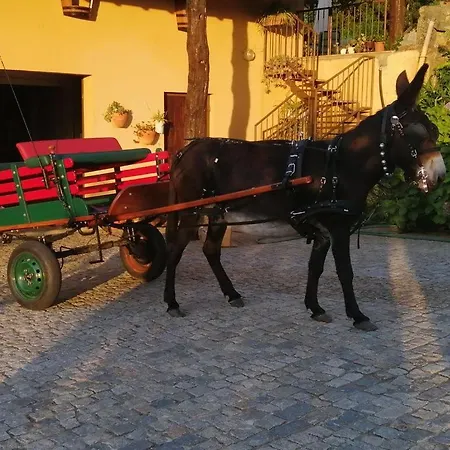 Quinta De Carcavelos Agroturismo E Enoturismo Celorico De Basto Exterior photo