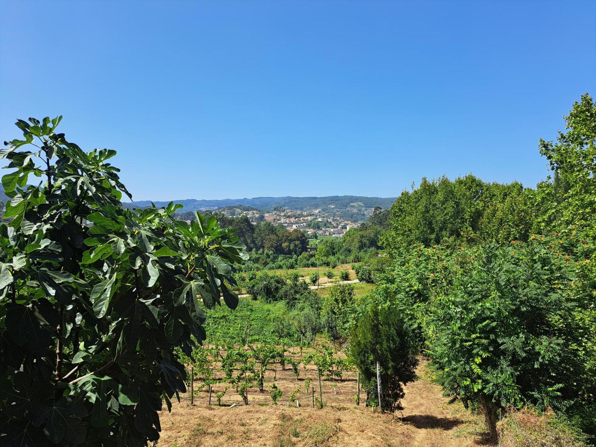 Ferienhaus Quinta De Carcavelos E Enoturismo Celorico De Basto